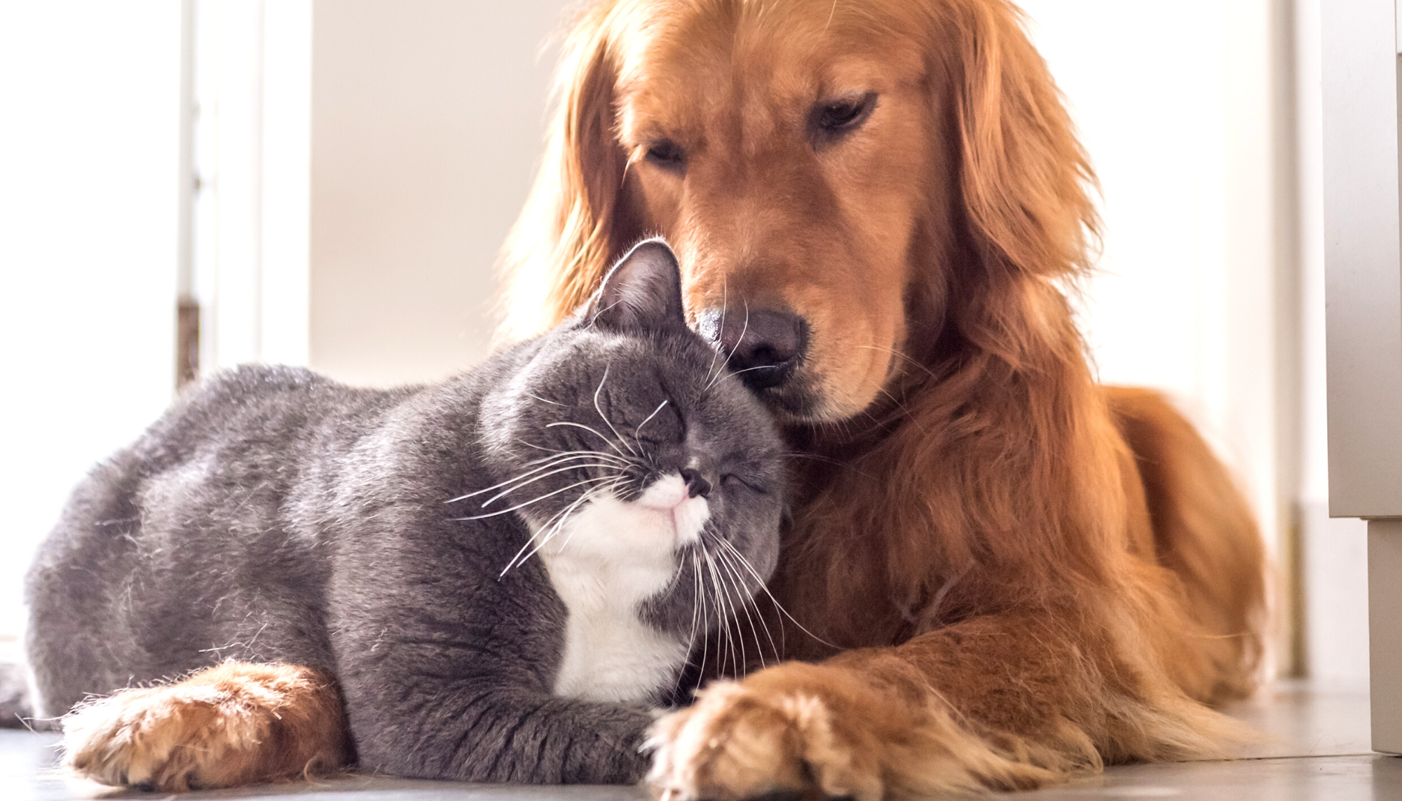 DOG ADVANCED FIRST AID
